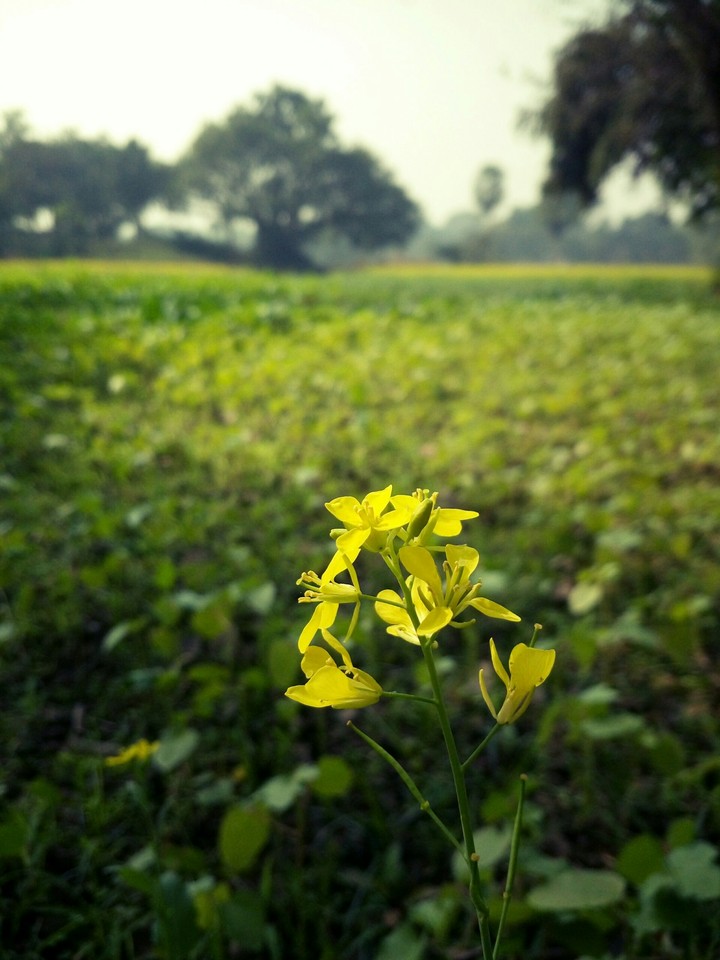 #ari_clicked