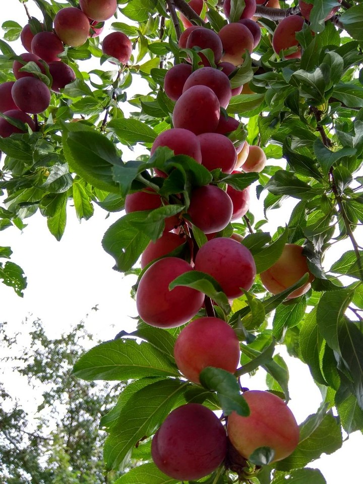 Red plums
