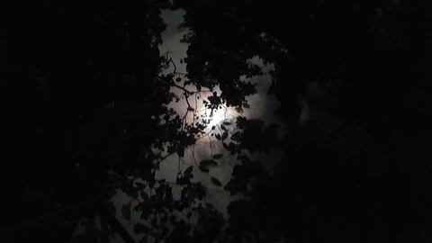 Full moon over the Daintree rainforest