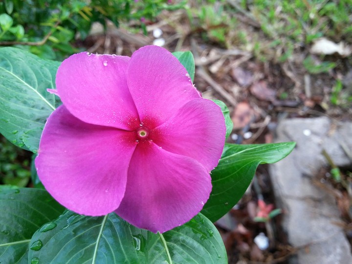 nature...