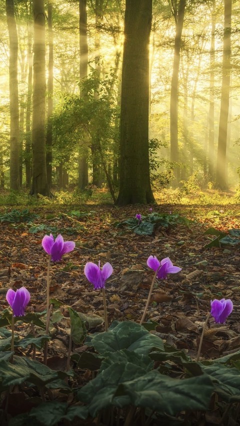 spring, sunlight桌布