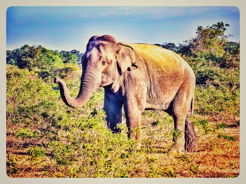 majestic elephant sri lanka