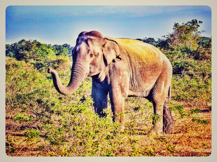 majestic elephant sri lanka