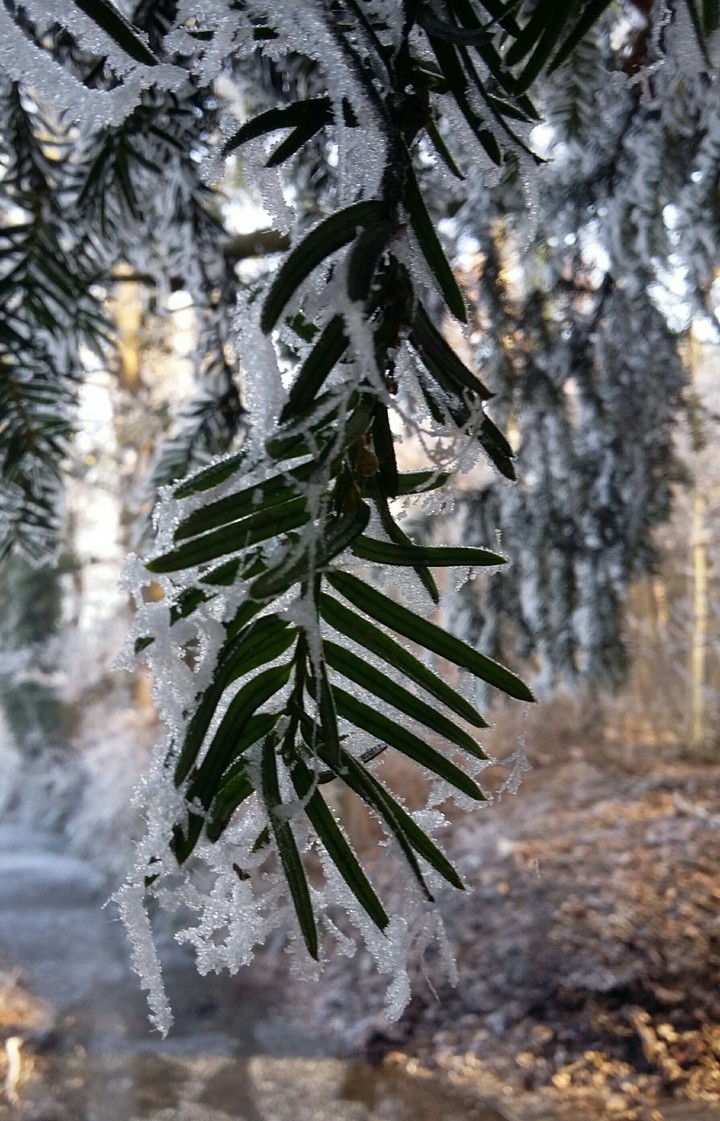 Frostige Tanne