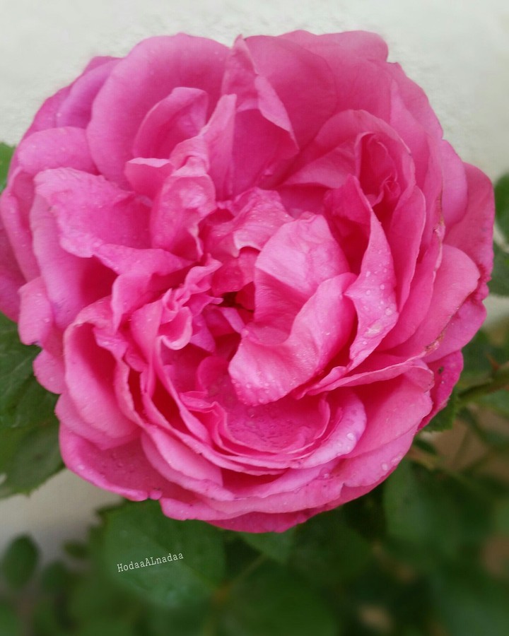 rose