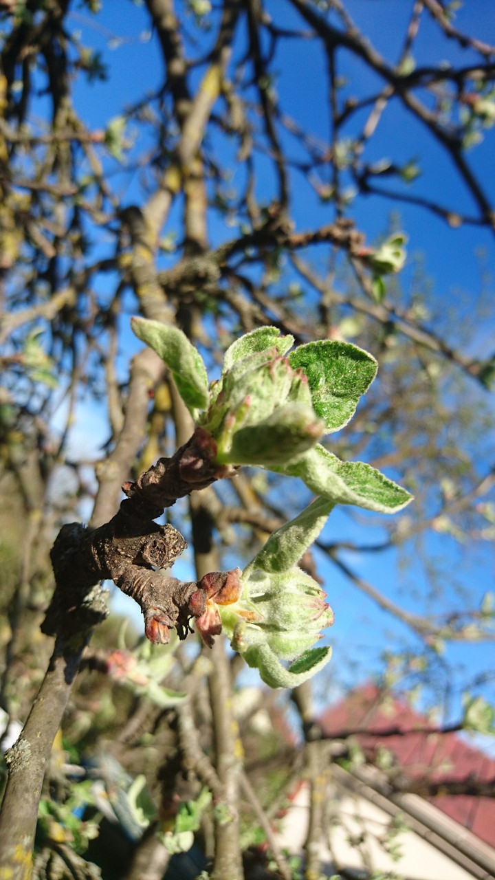Spring