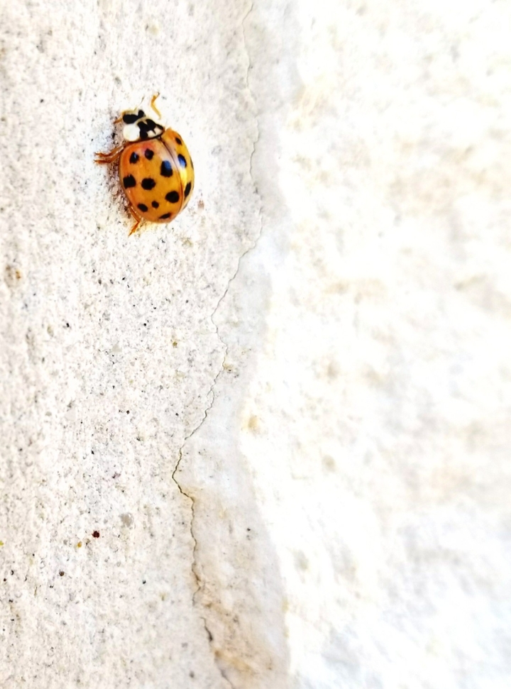 Stone Lady Bug
