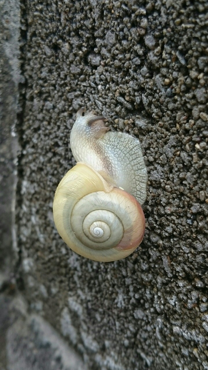 カタツムリ