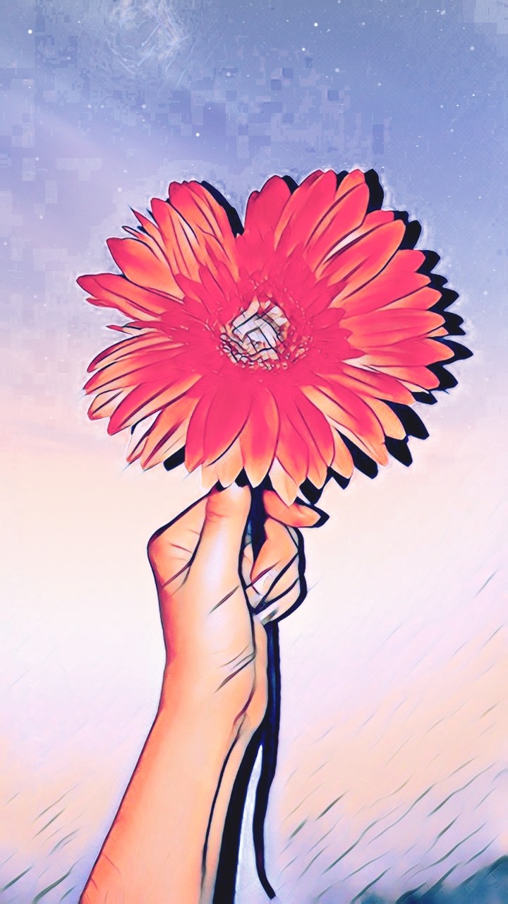Gerberas