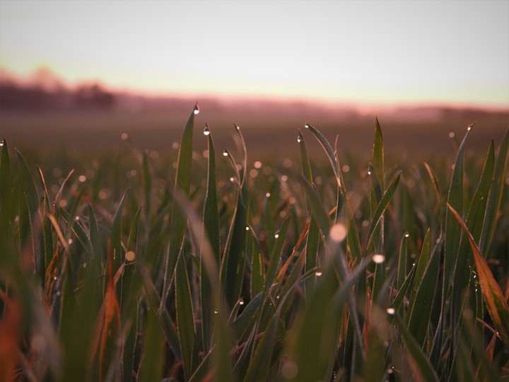 Morning stars