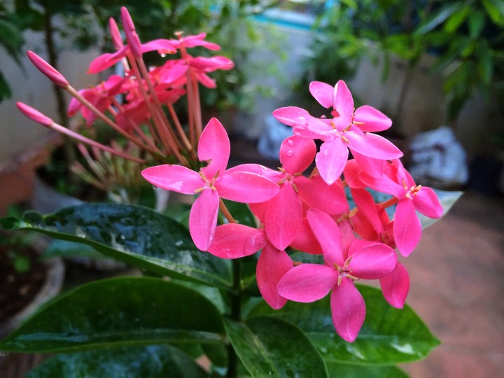 pinkee