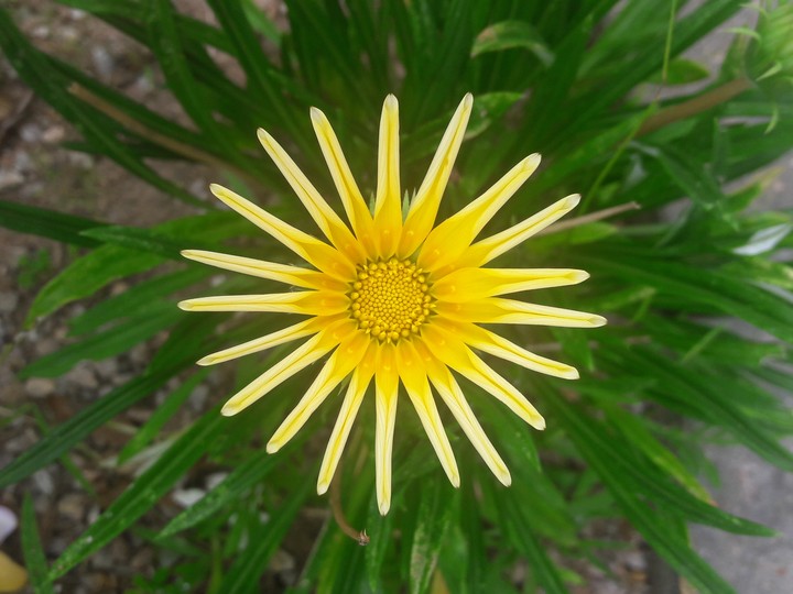 Flower Yelow