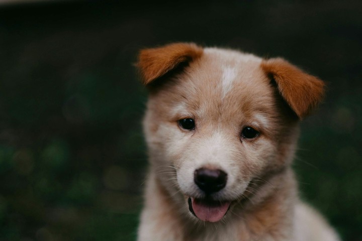 brown coated puppy