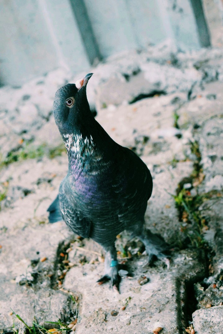 pigeon