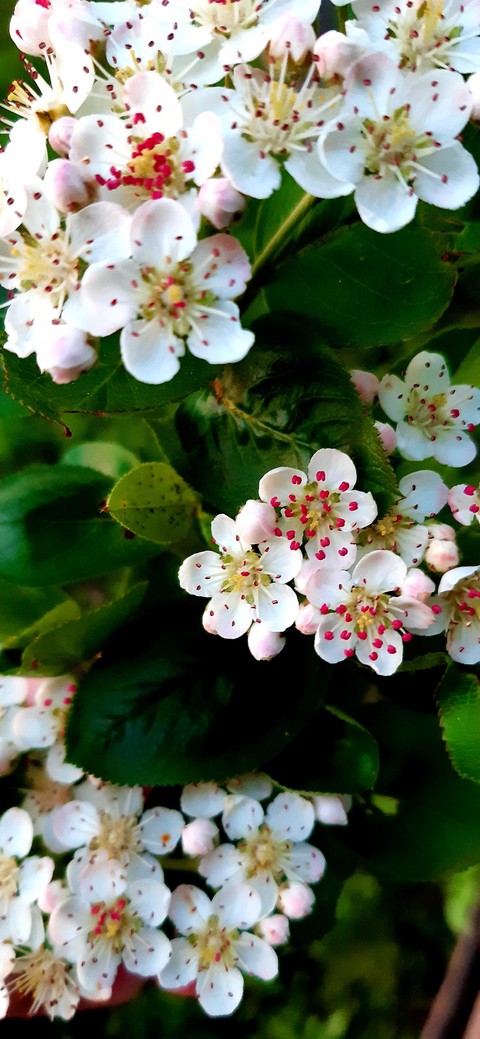 #spring