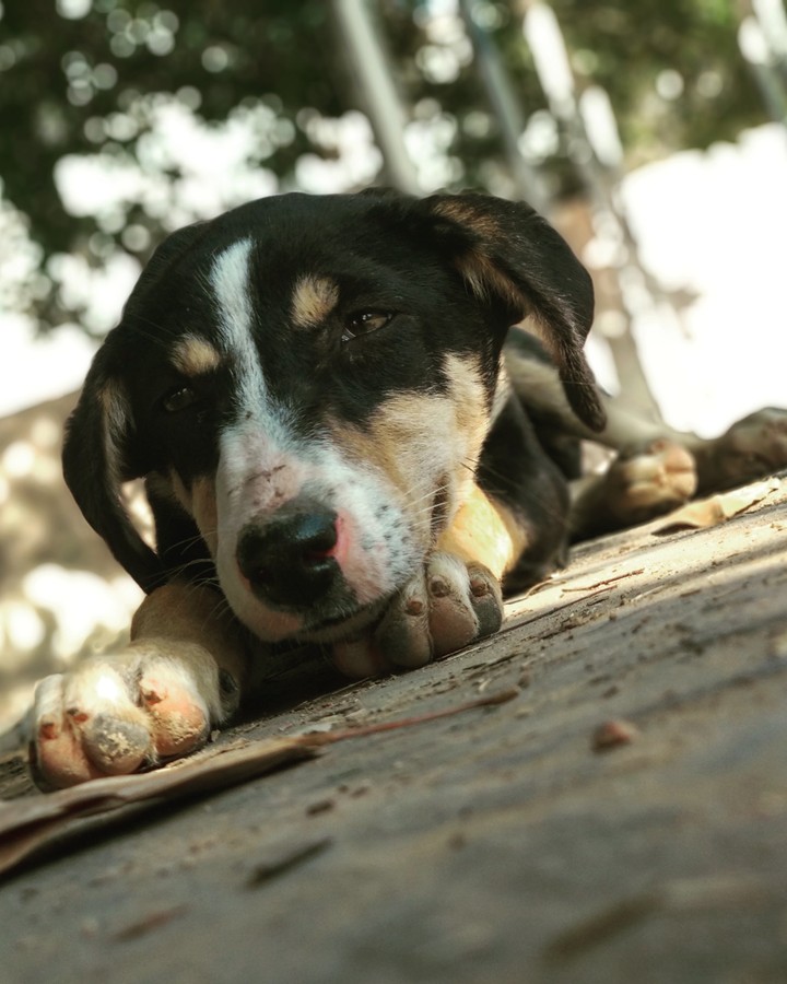 Puppy.