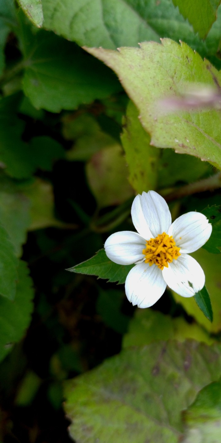 shot by phone ,wild flower