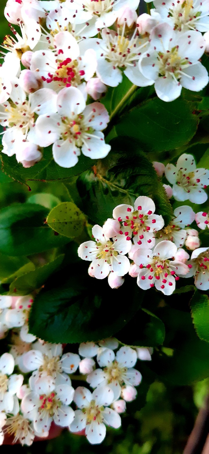 #spring