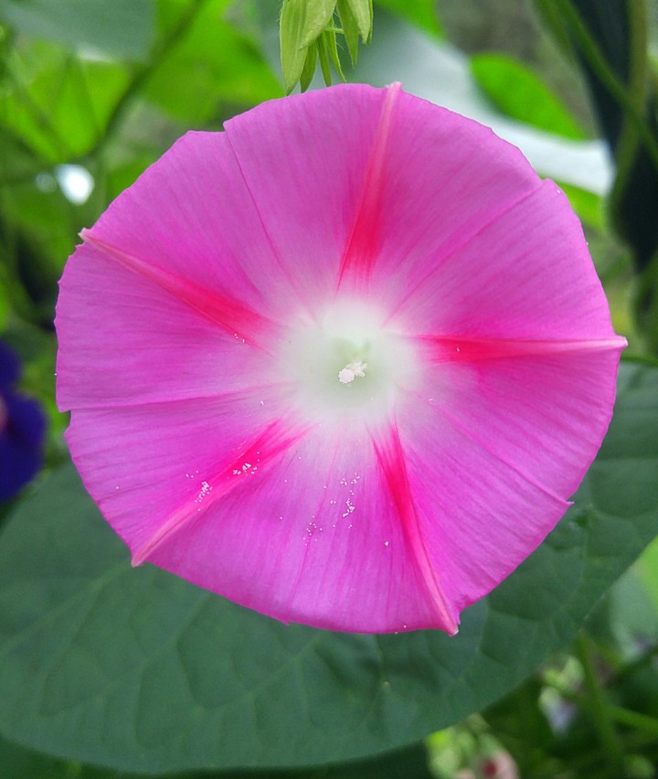 morning glory