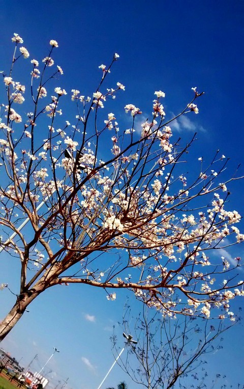 Spring