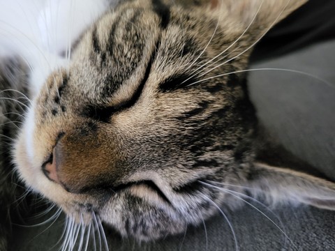 ταπετσαρίες Close-up, felidae