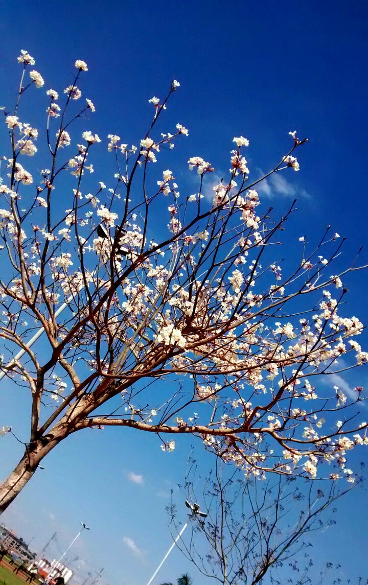 Spring