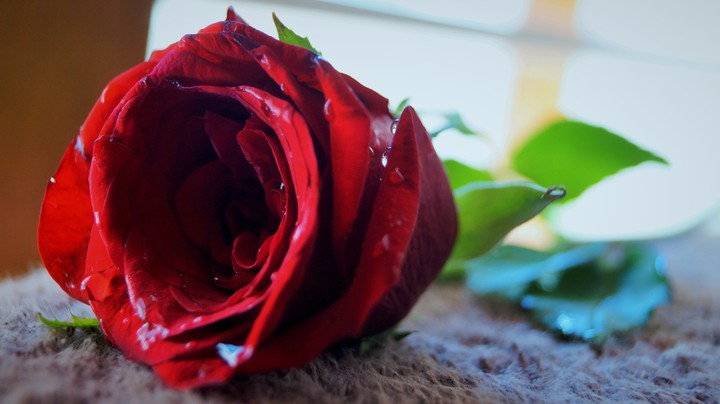 rose