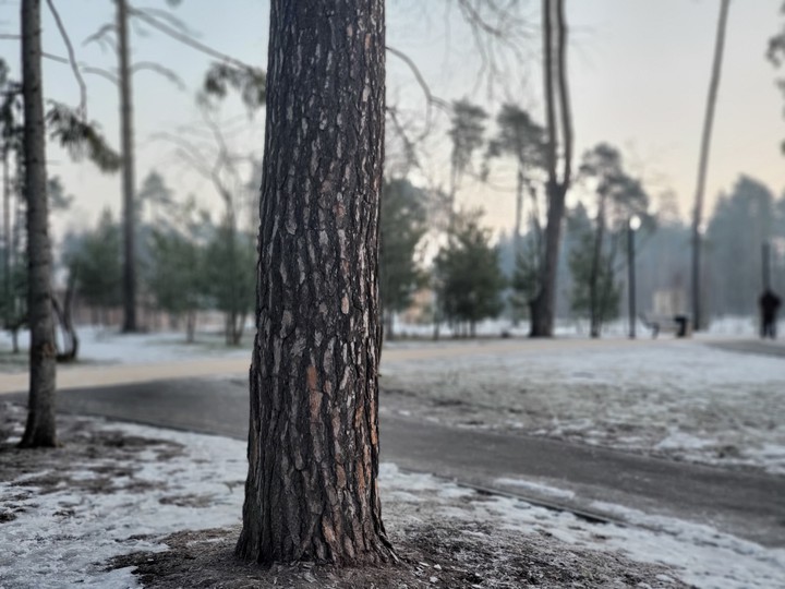 дерево в центре внимания