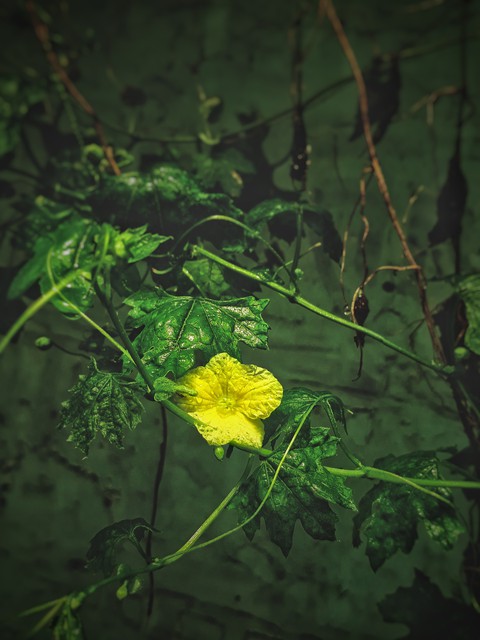 trip_00__graphy