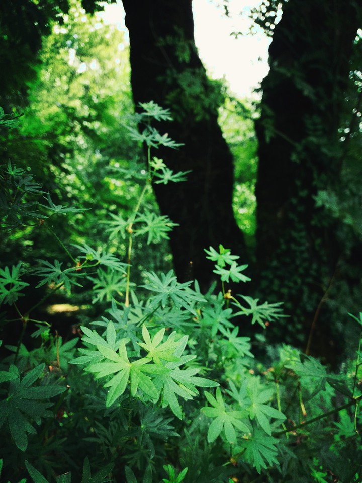 la foret emplanté