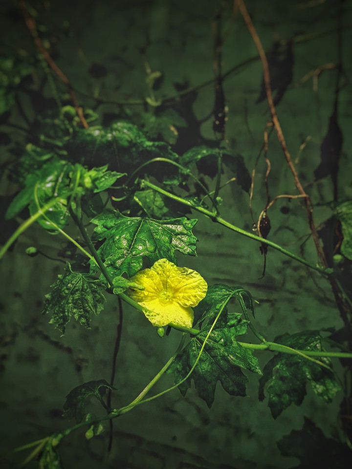 trip_00__graphy