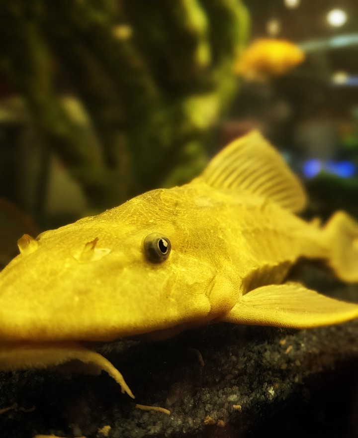 My golden darling