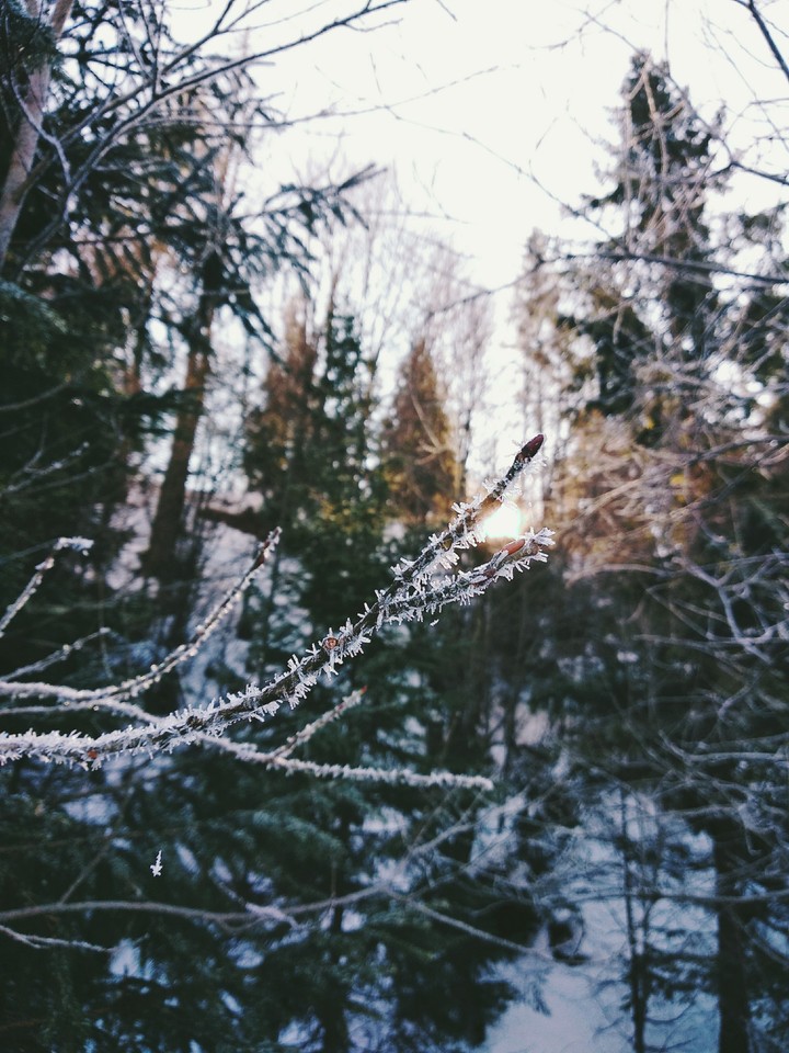 **hoarfrost**