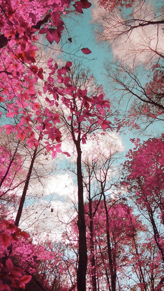 Pink in Paradise