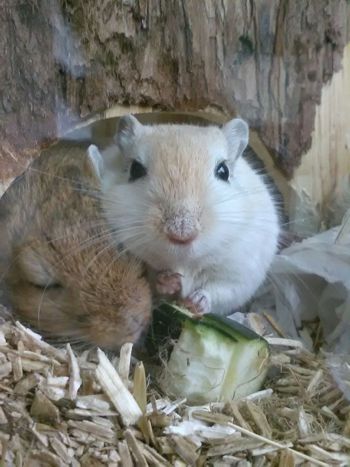 Gerbils