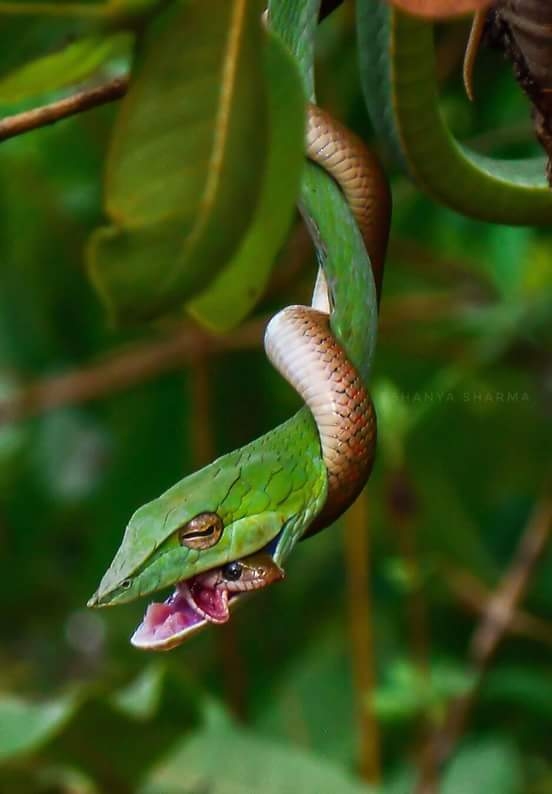 beautiful pic of snake