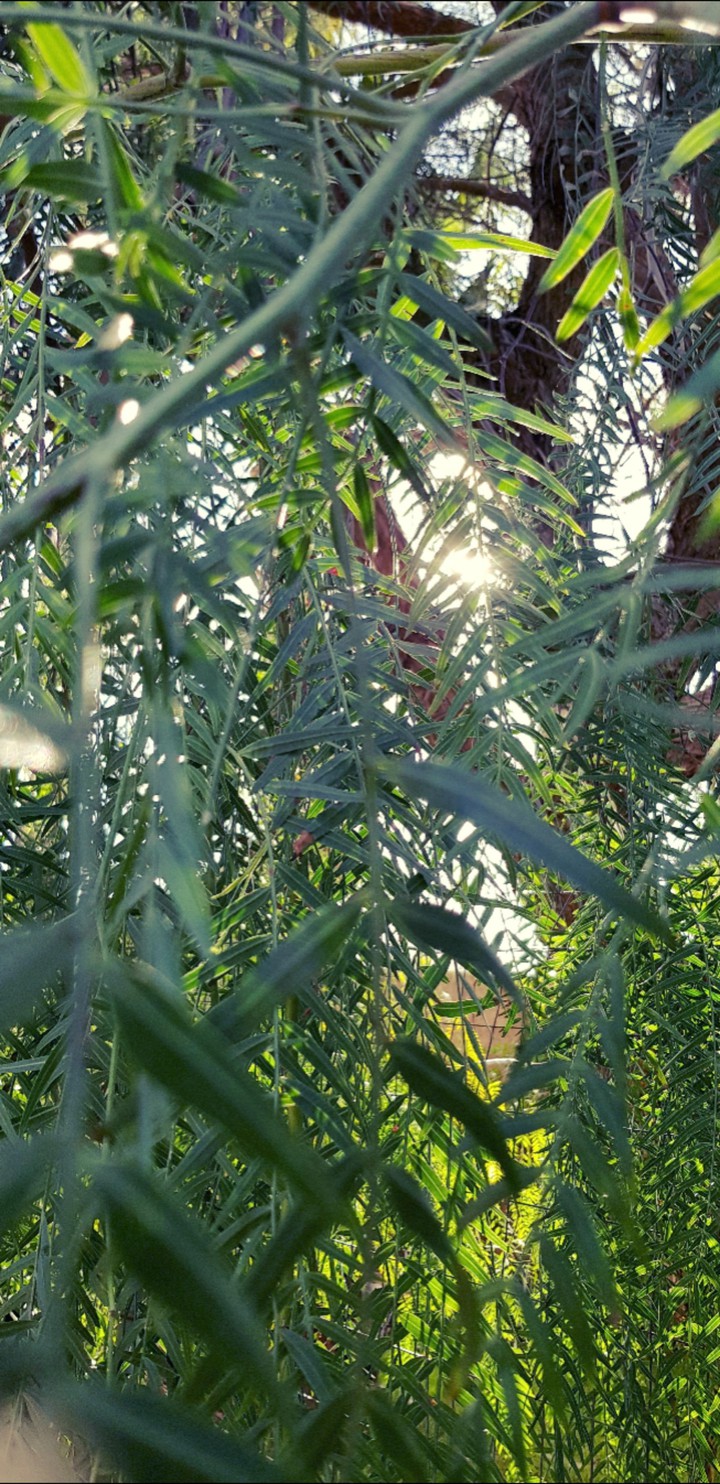 Willow leaves