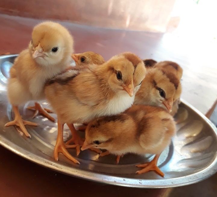 Hens