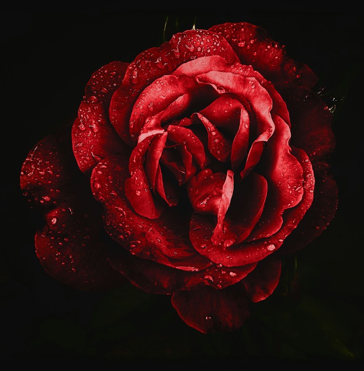 Red passion