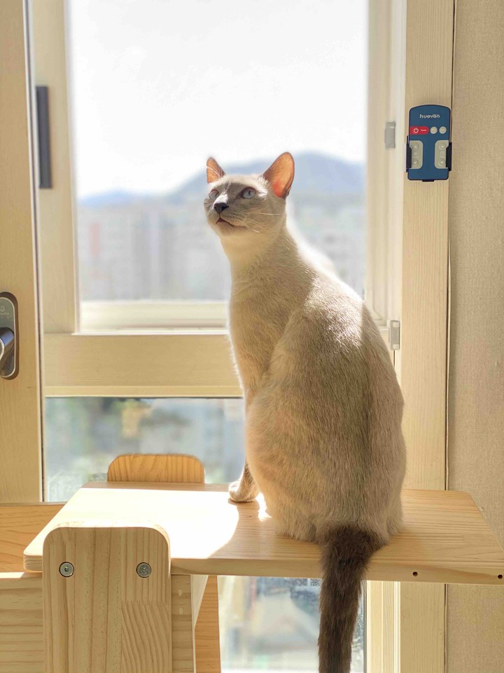 고양이