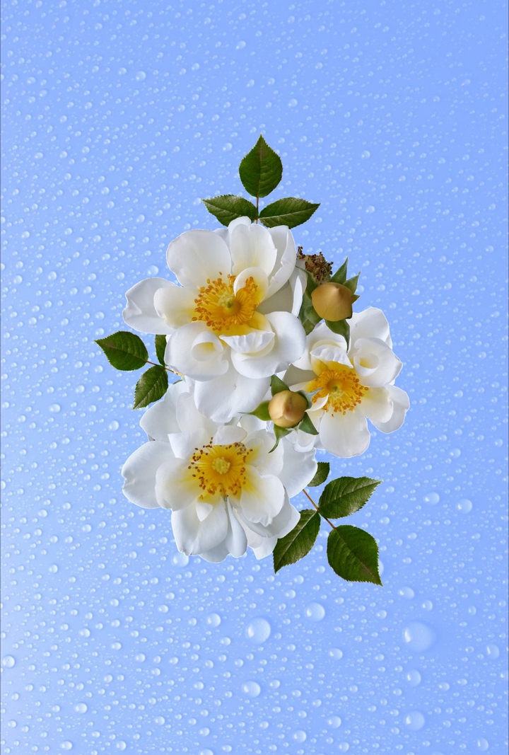 dog-rose