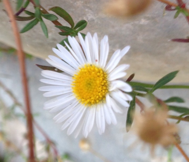 little daisies