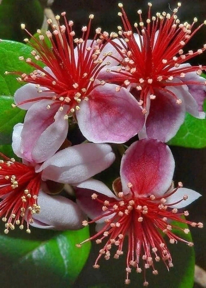 цветы