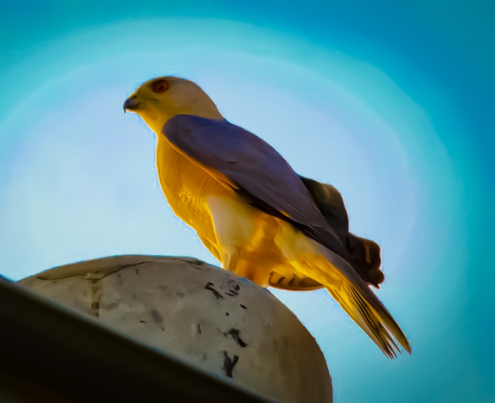 Eagle,  Bird