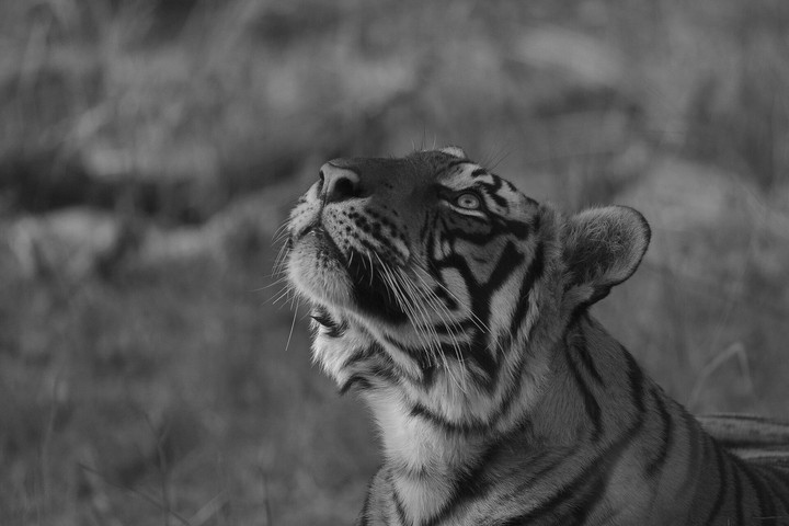 tiger