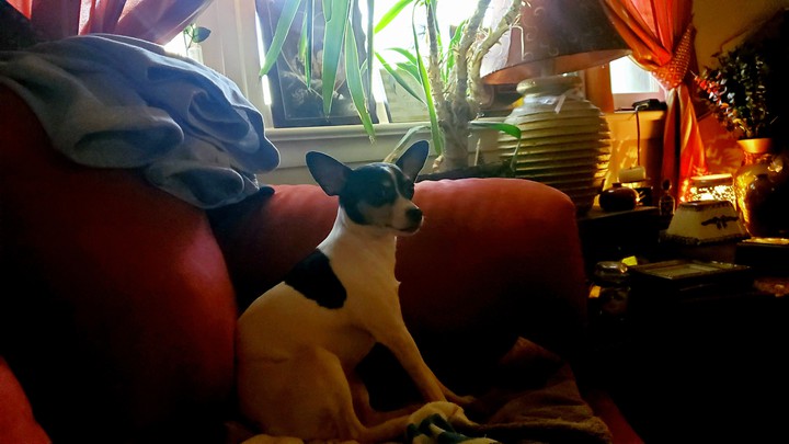 toy fox terrier
