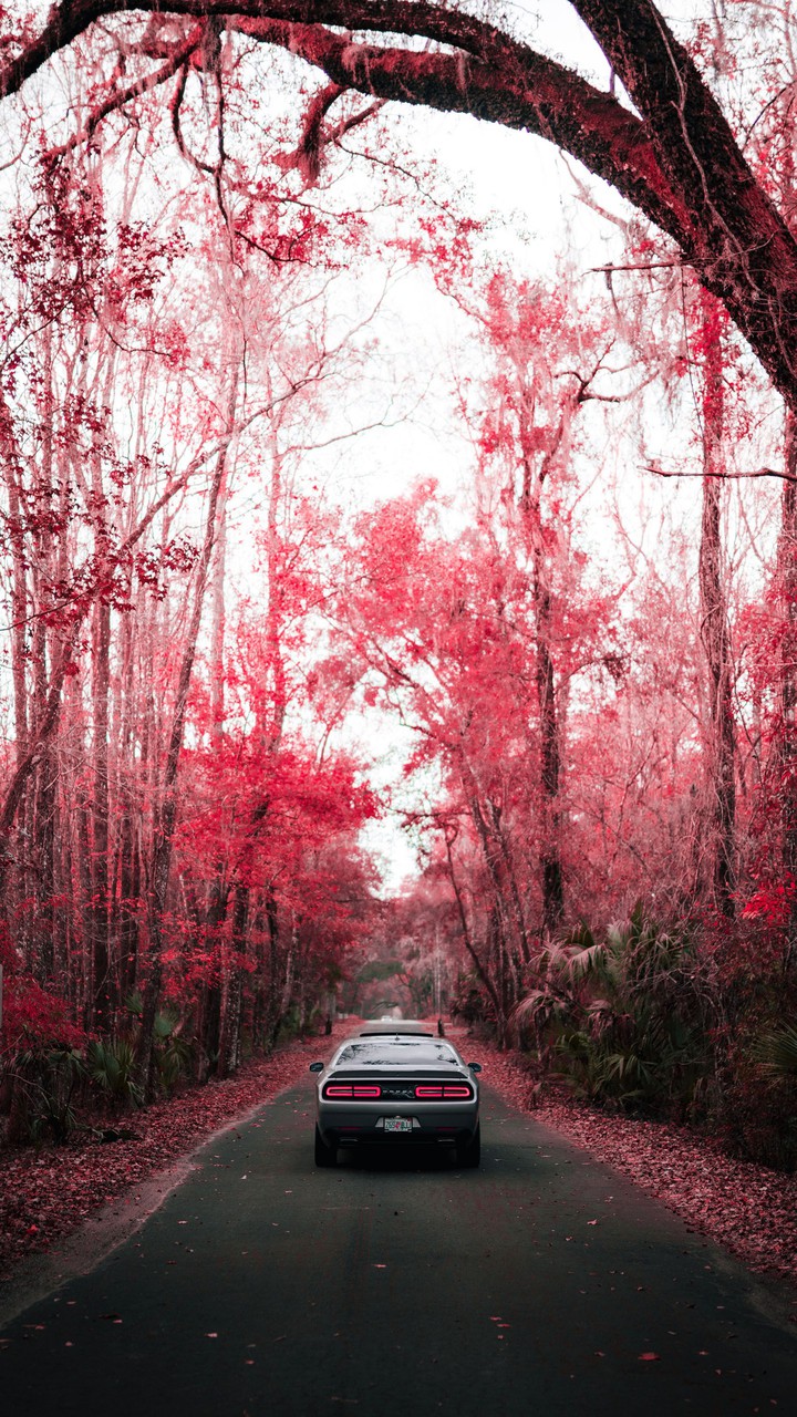 ♥