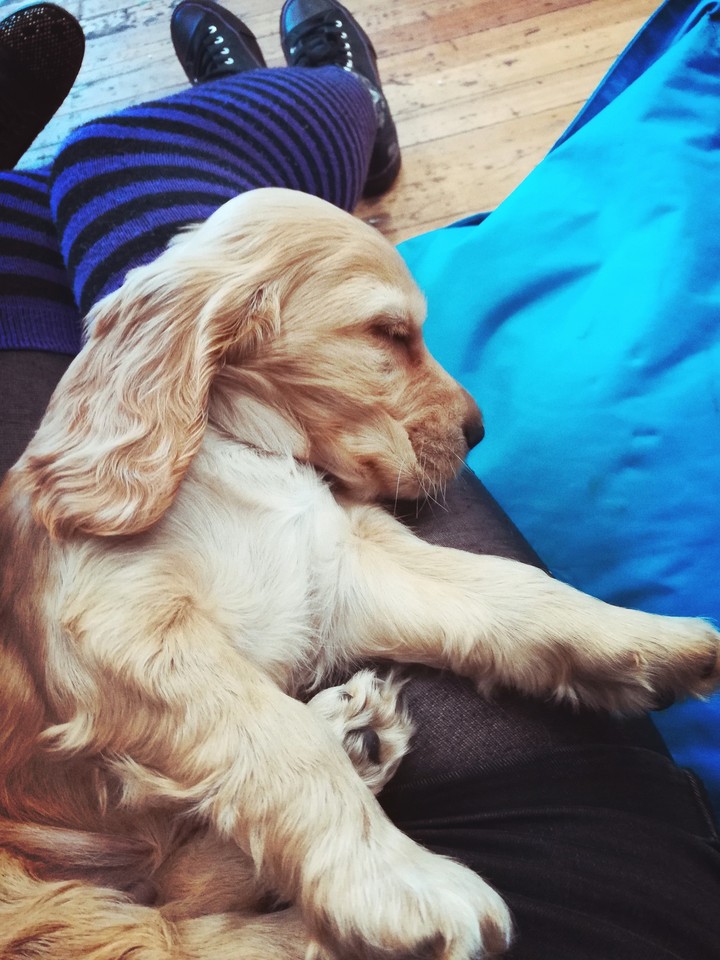 Sleepy Puppy