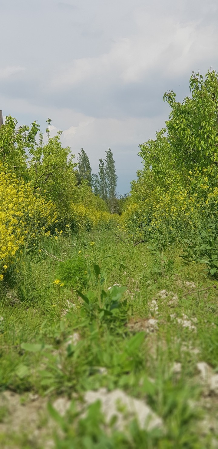 grass
