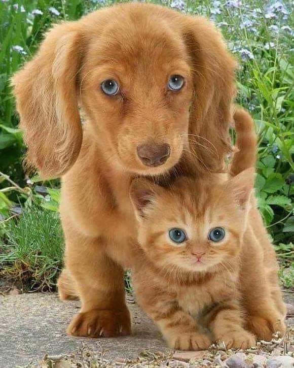 Friends